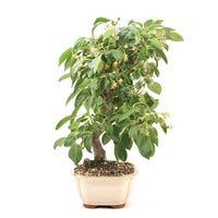 Zierapfel 'Malus spec.'