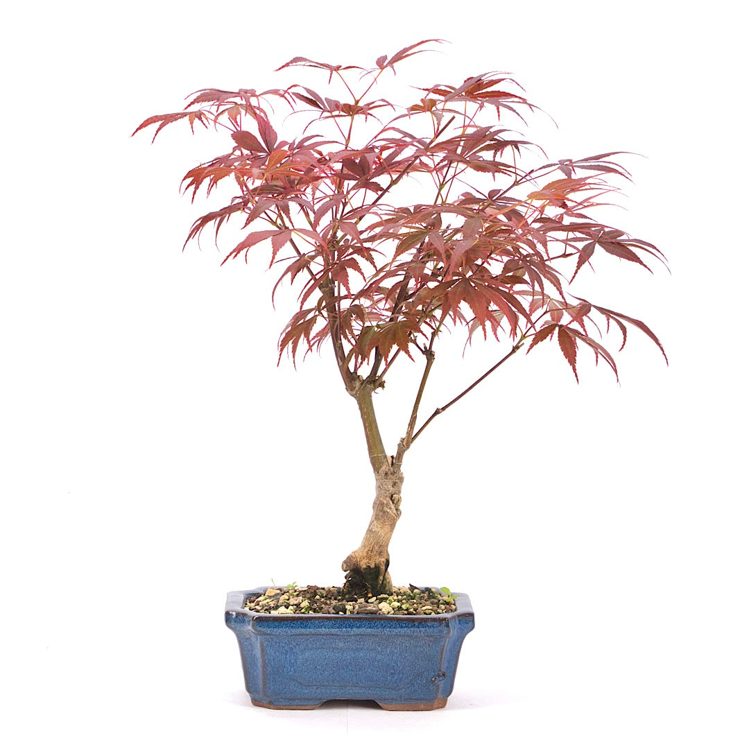 Fächer-Ahorn 'Acer palmatum 'Deshojo'