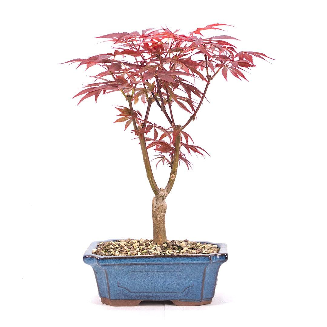 Fächer-Ahorn 'Acer palmatum 'Deshojo'