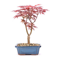 Fächer-Ahorn 'Acer palmatum 'Deshojo'