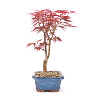 Fächer-Ahorn 'Acer palmatum 'Deshojo'