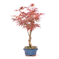 Fächer-Ahorn 'Acer palmatum 'Deshojo'