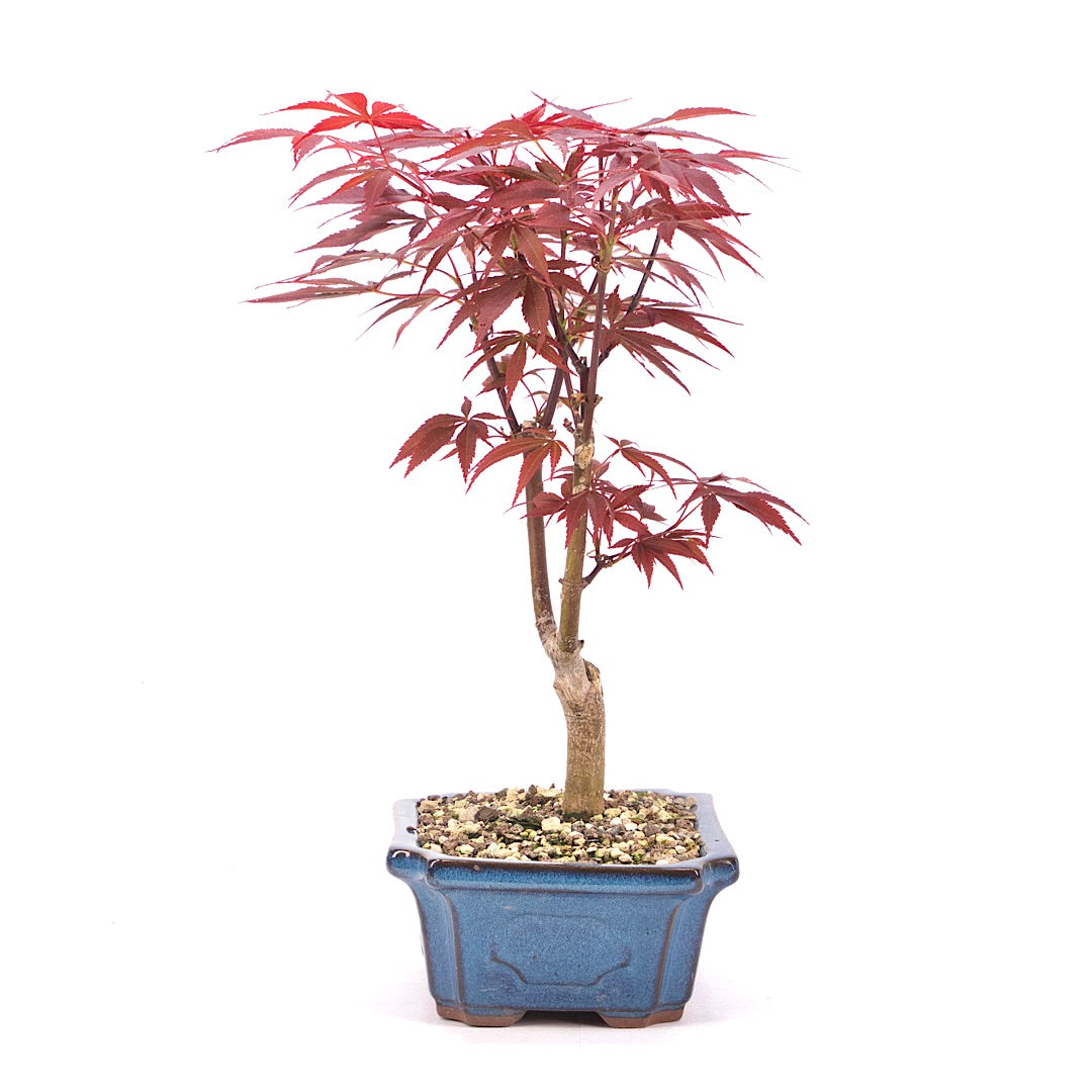 Fächer-Ahorn 'Acer palmatum 'Deshojo'