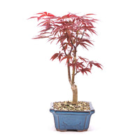 Fächer-Ahorn 'Acer palmatum 'Deshojo'