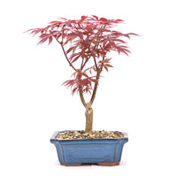 Fächer-Ahorn 'Acer palmatum 'Deshojo'