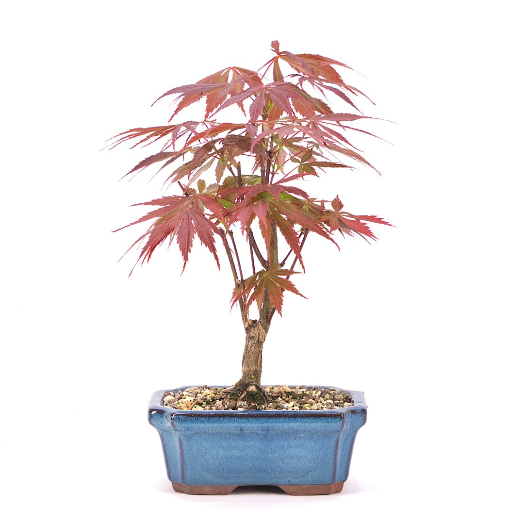 Fächer-Ahorn 'Acer palmatum 'Deshojo'