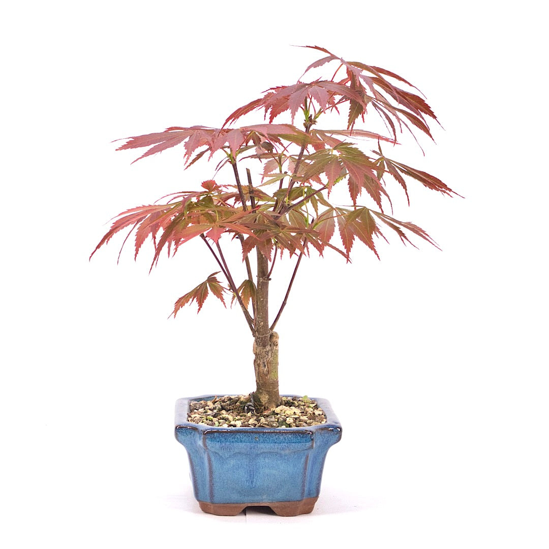 Fächer-Ahorn 'Acer palmatum 'Deshojo'
