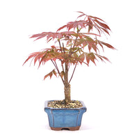 Fächer-Ahorn 'Acer palmatum 'Deshojo'