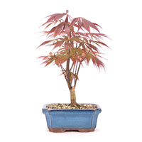 Fächer-Ahorn 'Acer palmatum 'Deshojo'