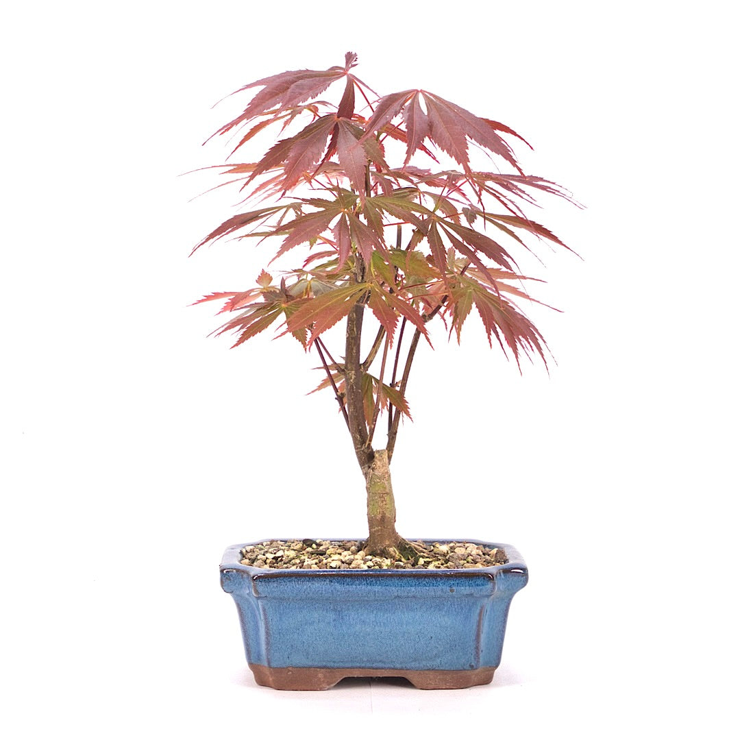 Fächer-Ahorn 'Acer palmatum 'Deshojo'