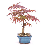 Fächer-Ahorn 'Acer palmatum 'Deshojo'
