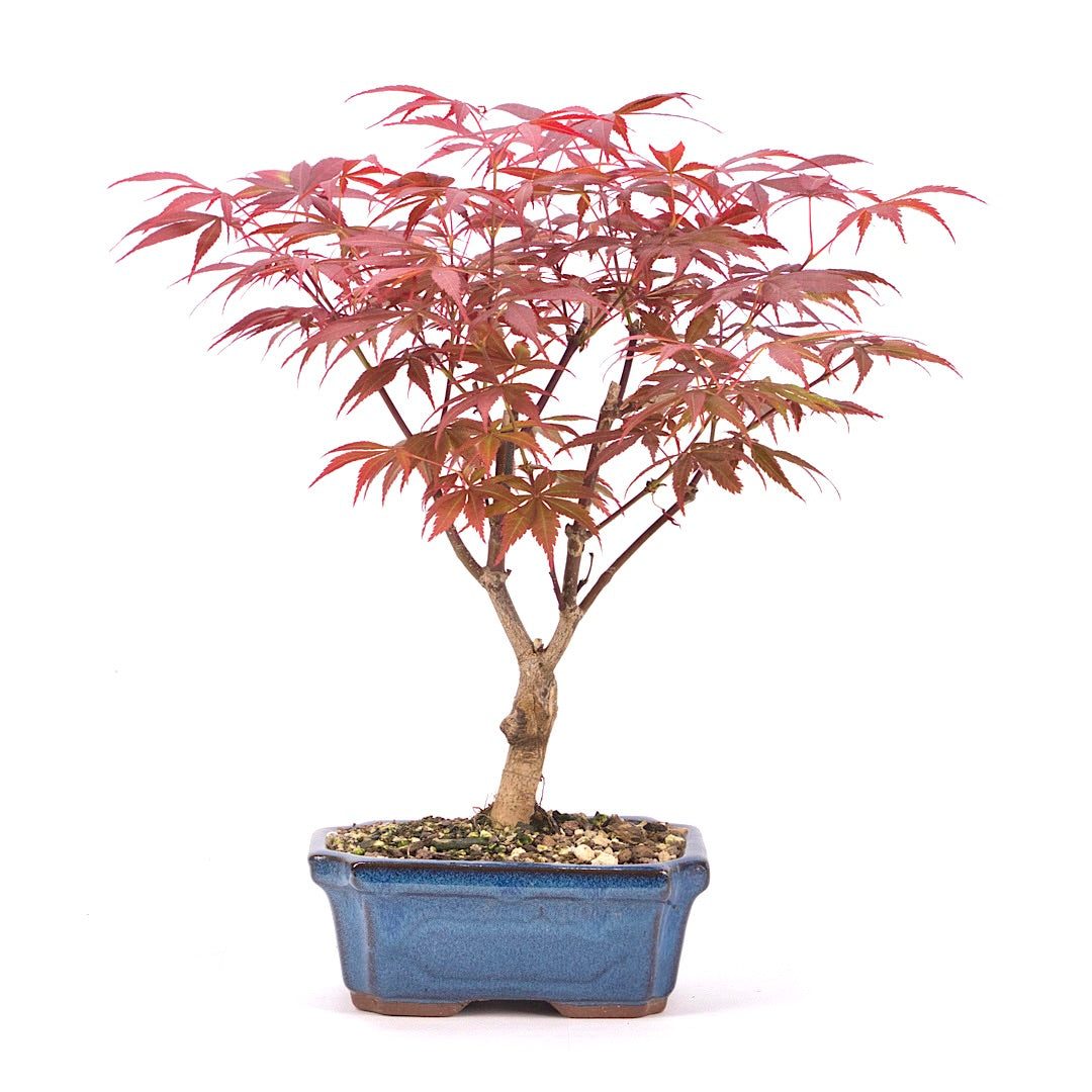 Fächer-Ahorn 'Acer palmatum 'Deshojo'
