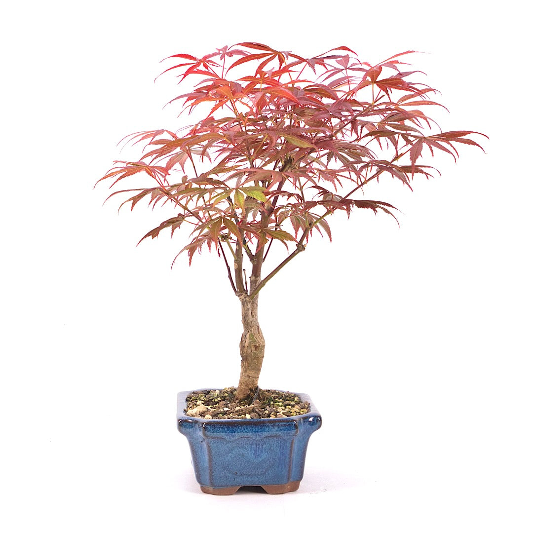 Fächer-Ahorn 'Acer palmatum 'Deshojo'