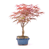 Fächer-Ahorn 'Acer palmatum 'Deshojo'