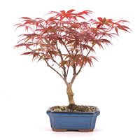 Fächer-Ahorn 'Acer palmatum 'Deshojo'