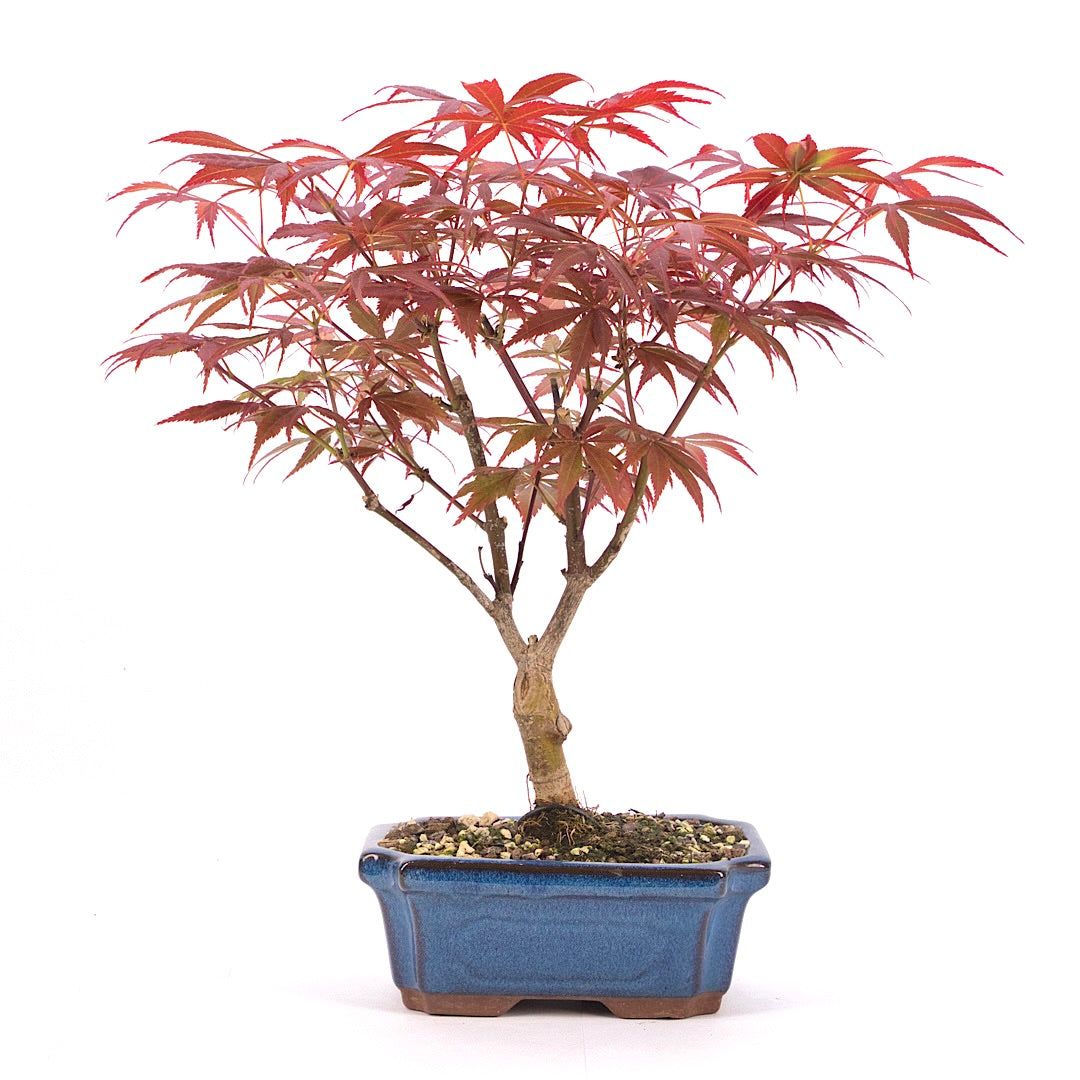 Fächer-Ahorn 'Acer palmatum 'Deshojo'