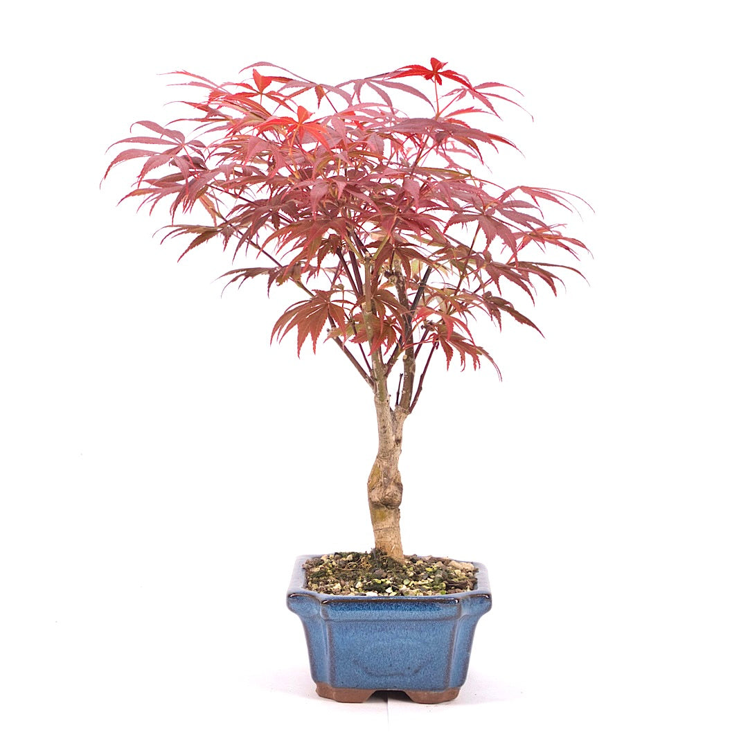 Fächer-Ahorn 'Acer palmatum 'Deshojo'