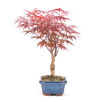 Fächer-Ahorn 'Acer palmatum 'Deshojo'