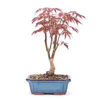 Fächer-Ahorn 'Acer palmatum 'Deshojo'