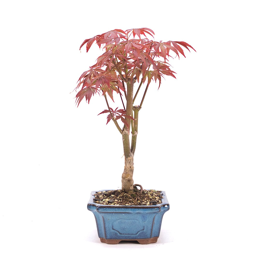 Fächer-Ahorn 'Acer palmatum 'Deshojo'