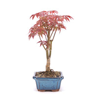 Fächer-Ahorn 'Acer palmatum 'Deshojo'