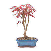 Fächer-Ahorn 'Acer palmatum 'Deshojo'