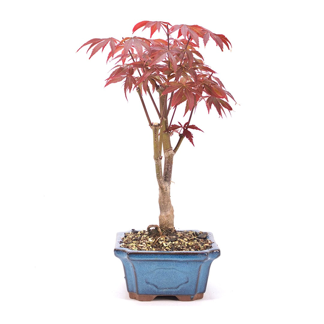 Fächer-Ahorn 'Acer palmatum 'Deshojo'