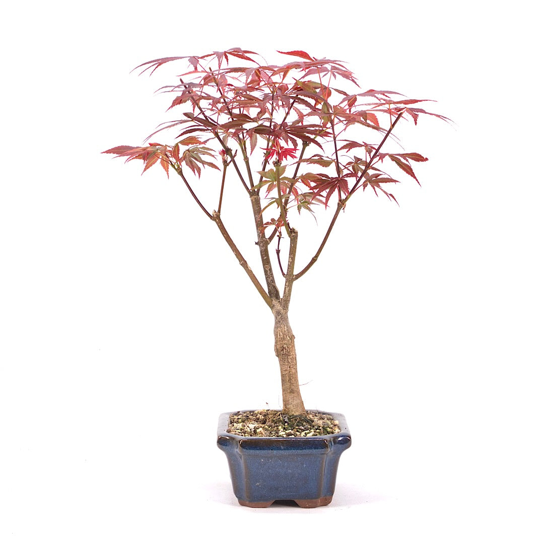 Fächer-Ahorn 'Acer palmatum 'Deshojo'
