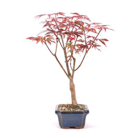 Fächer-Ahorn 'Acer palmatum 'Deshojo'