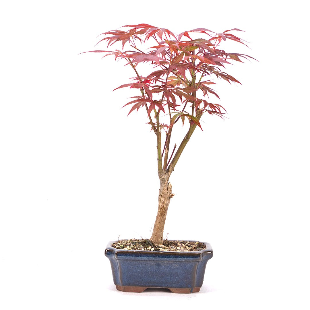 Fächer-Ahorn 'Acer palmatum 'Deshojo'