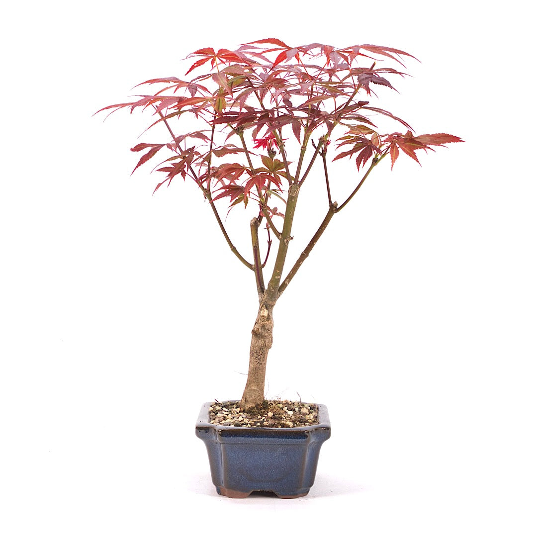 Fächer-Ahorn 'Acer palmatum 'Deshojo'