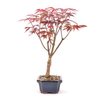 Fächer-Ahorn 'Acer palmatum 'Deshojo'
