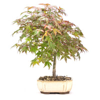 Fächer-Ahorn 'Acer palmatum'