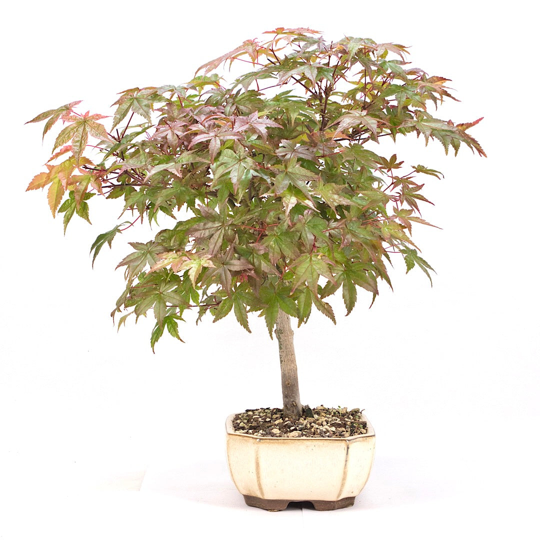 Fächer-Ahorn 'Acer palmatum'