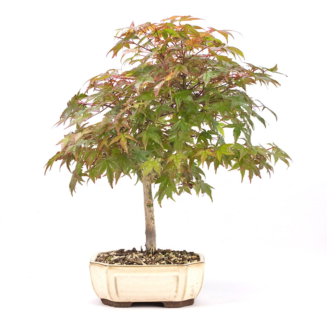 Fächer-Ahorn 'Acer palmatum'