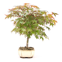 Fächer-Ahorn 'Acer palmatum'