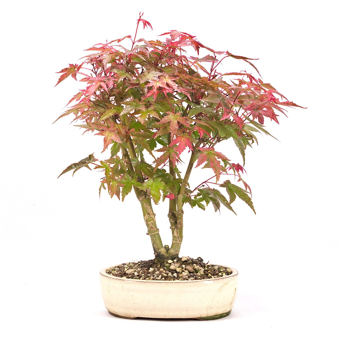 Fächer-Ahorn 'Acer palmatum'