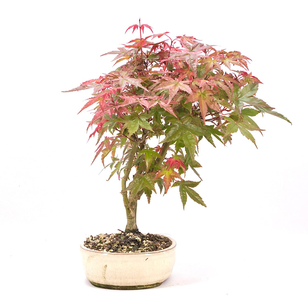 Fächer-Ahorn 'Acer palmatum'