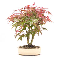 Fächer-Ahorn 'Acer palmatum'