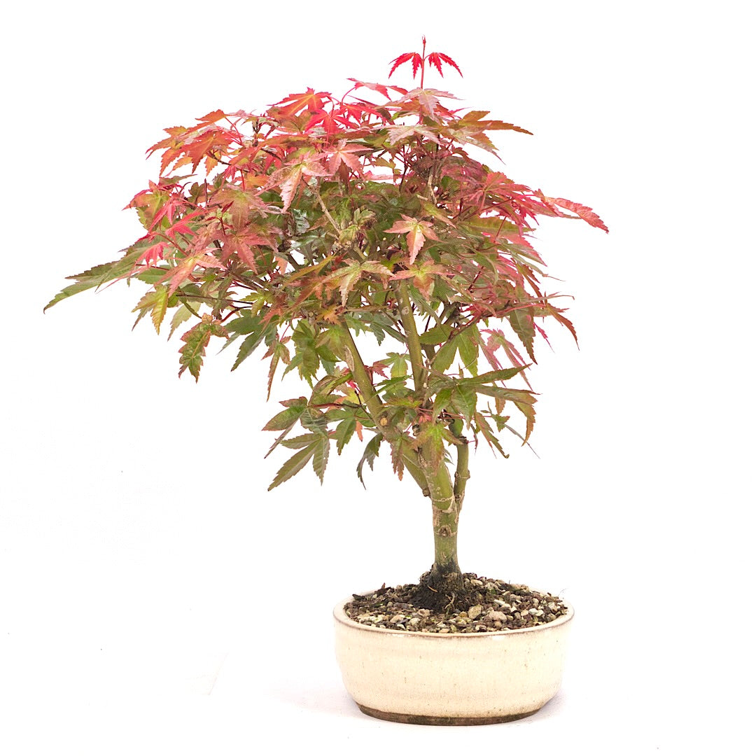 Fächer-Ahorn 'Acer palmatum'