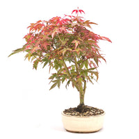 Fächer-Ahorn 'Acer palmatum'