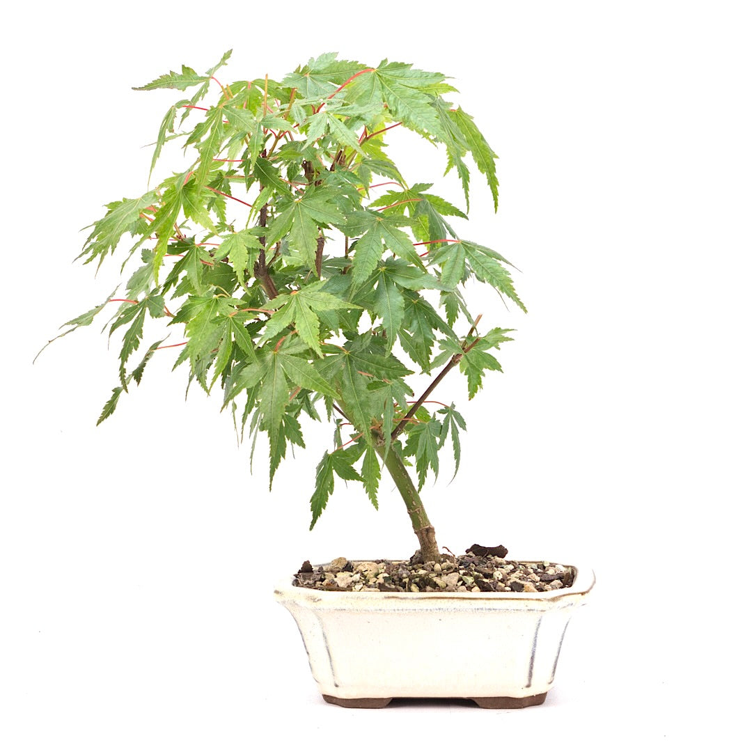 Fächer-Ahorn 'Acer palmatum'