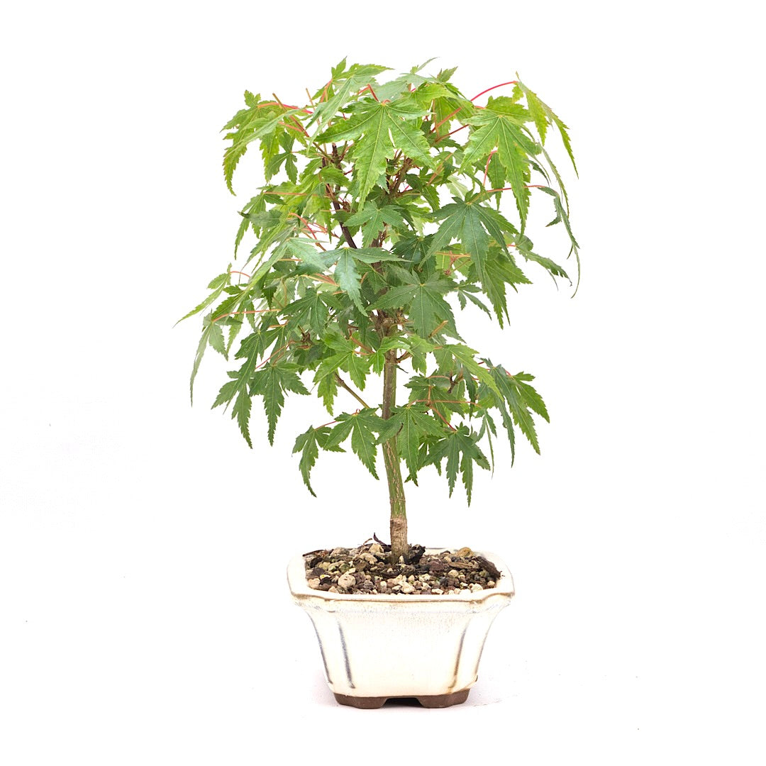 Fächer-Ahorn 'Acer palmatum'