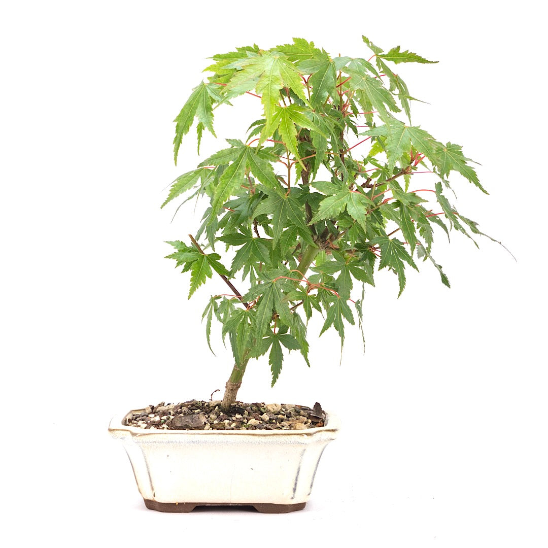 Fächer-Ahorn 'Acer palmatum'