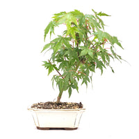 Fächer-Ahorn 'Acer palmatum'
