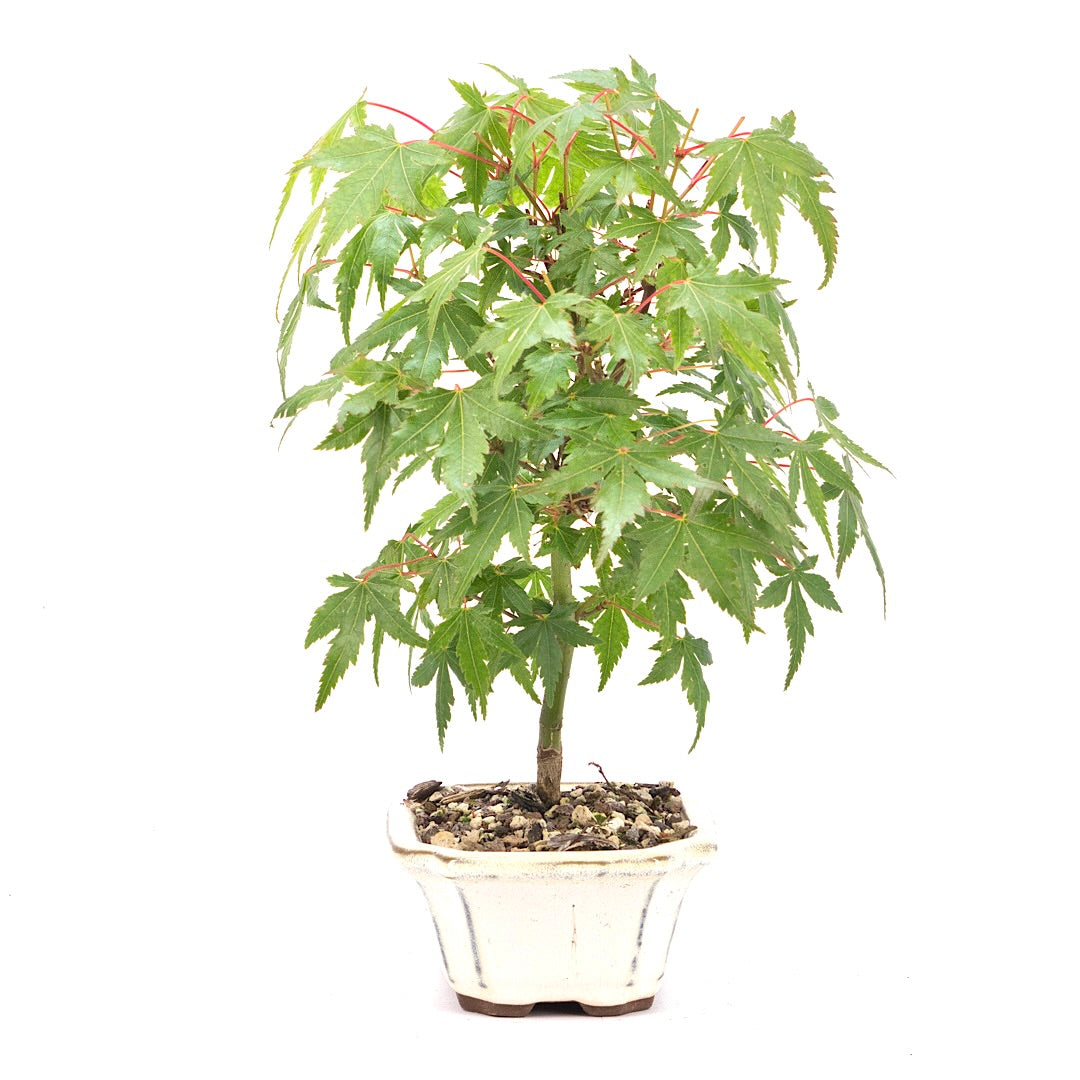 Fächer-Ahorn 'Acer palmatum'