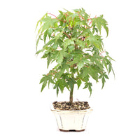 Fächer-Ahorn 'Acer palmatum'