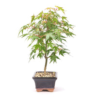 Fächer-Ahorn 'Acer palmatum'