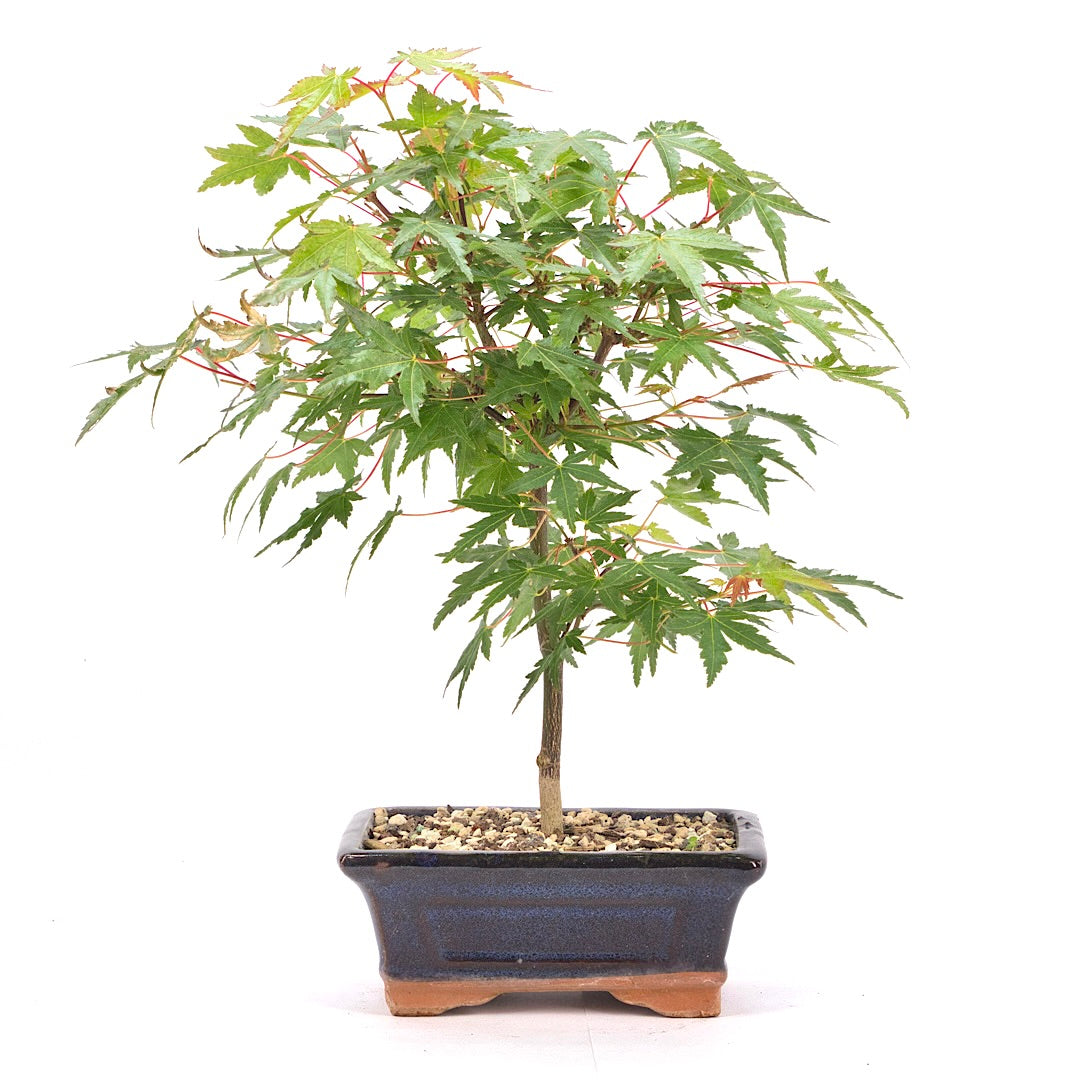 Fächer-Ahorn 'Acer palmatum'
