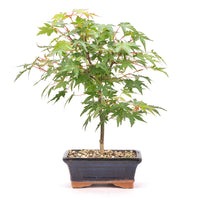 Fächer-Ahorn 'Acer palmatum'